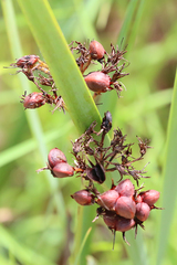 Haemodorum coccineum