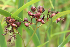 Haemodorum coccineum