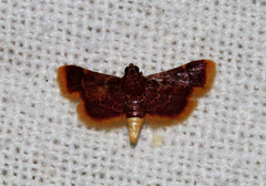 Hypsopygia postflava