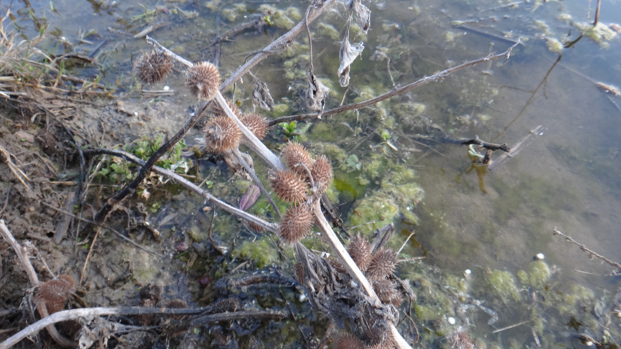 Common Cocklebur (Xanthium orientale)