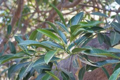 Ficus insipida