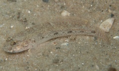 Favonigobius exquisitus