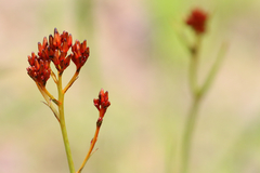 Haemodorum coccineum