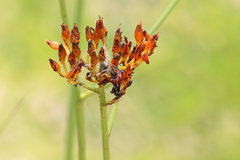 Haemodorum coccineum
