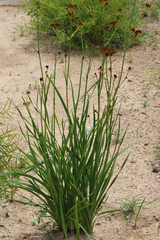 Haemodorum coccineum