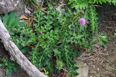 Cirsium brevicaule