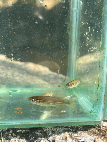 Blue danio (Danio kerri) — Cyprinidae