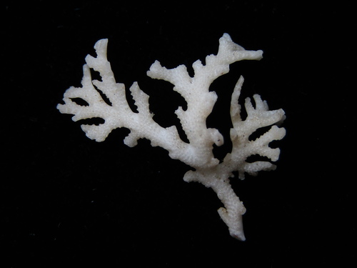 Representative image of Hornera