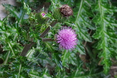 Cirsium brevicaule