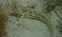 Halfbridled Goby photo 5