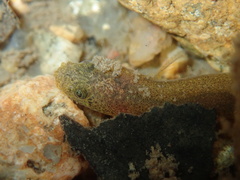 Luciogobius