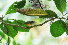 Hypocnemis peruviana