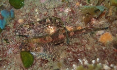 Lepidoblennius haplodactylus