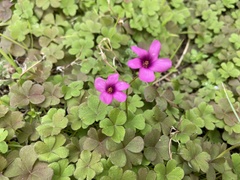 Oxalis articulata