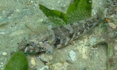 Bathygobius krefftii