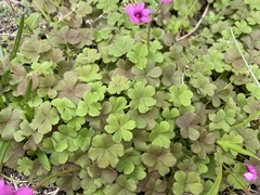 Oxalis articulata