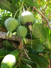Barringtonia asiatica