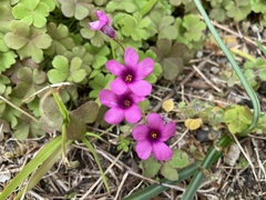 Oxalis articulata