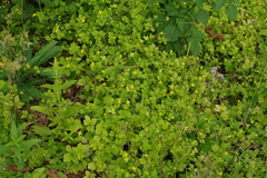 Ranunculus sieboldii