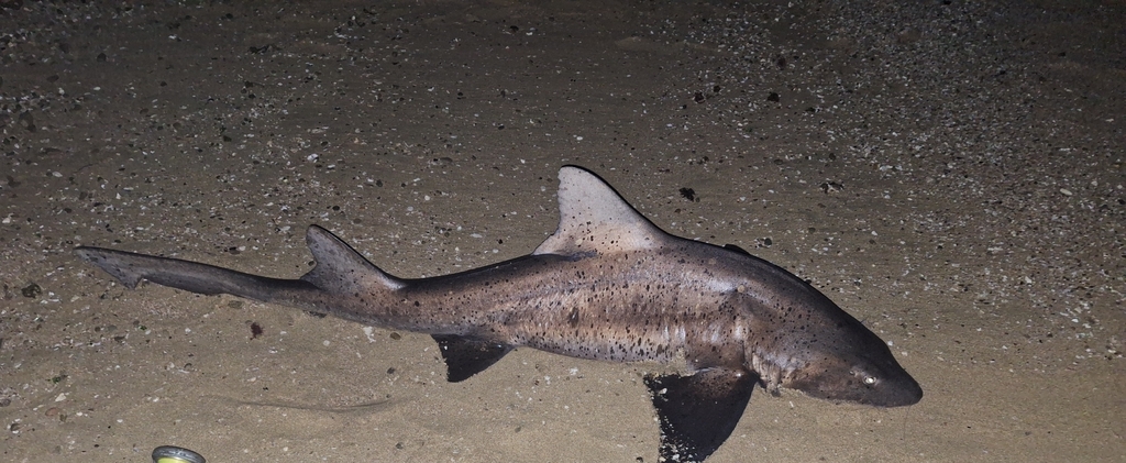 Sharptooth Houndshark (Triakis megalopterus)