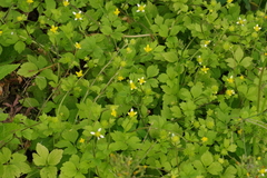 Ranunculus sieboldii