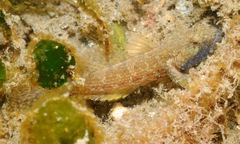 Bathygobius krefftii