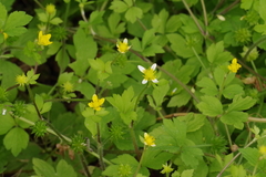 Ranunculus sieboldii