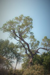 Ficus insipida