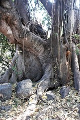 Ficus insipida