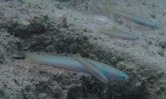 Ptereleotris monoptera