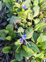 Omphalodes verna