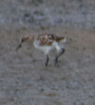 iNaturalist: (c) Sally Anderson, some rights reserved (CC BY-NC), uploaded by Sally Anderson iNaturalist image