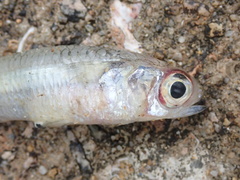 Atherinomorus lacunosus