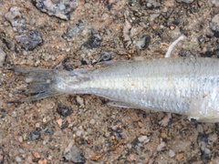 Atherinomorus lacunosus