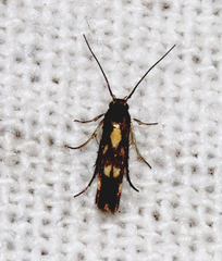 Eretmocera impactella