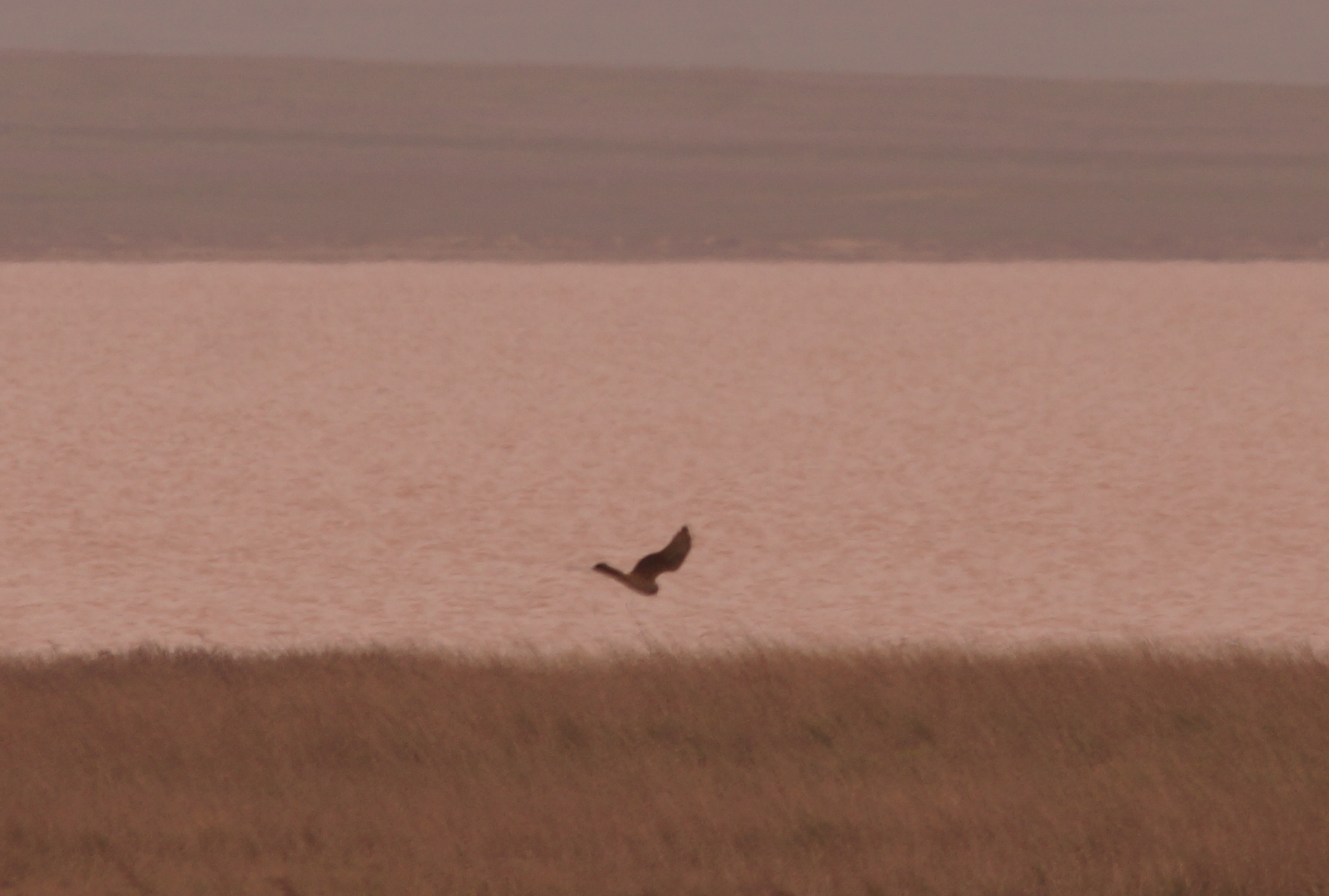 Pallid Harrier (Circus macrourus), photo 8