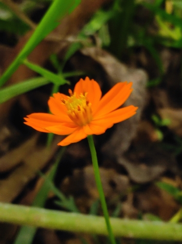 Yellow Cosmos