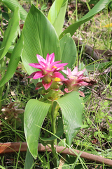 Curcuma australasica