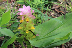 Curcuma australasica