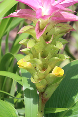 Curcuma australasica