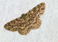 Ophthalmitis herbidaria