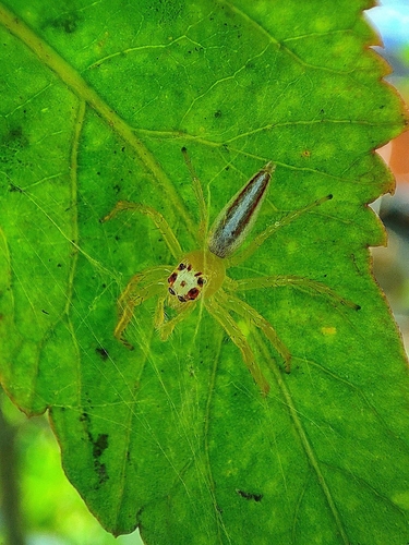Two-striped Telamonia