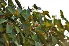 Ficus trigonata