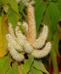 Colebrookea oppositifolia