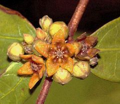 Hemidesmus indicus