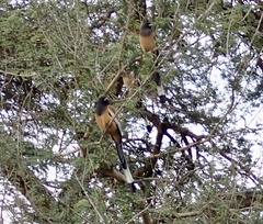 Dendrocitta vagabunda