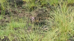 Stylidium montanum
