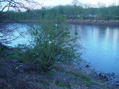 Ligustrum ovalifolium