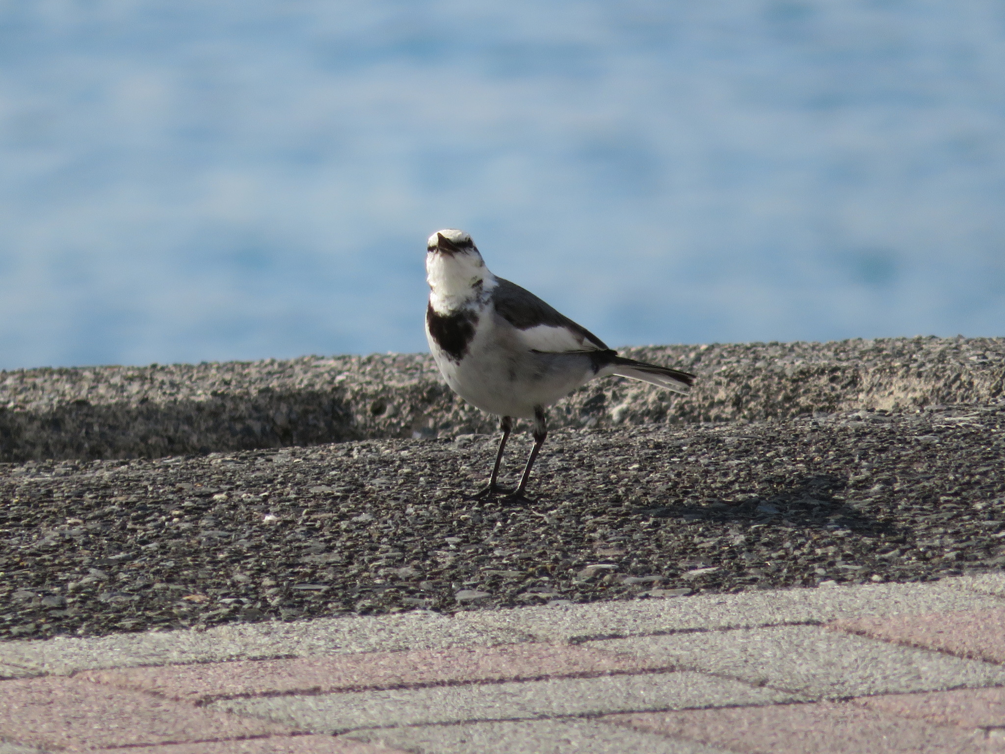 black-backed wagtail, japanese pied wagtail, kamchatka pied wagtail
