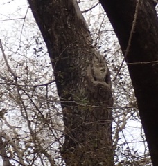 Otus bakkamoena